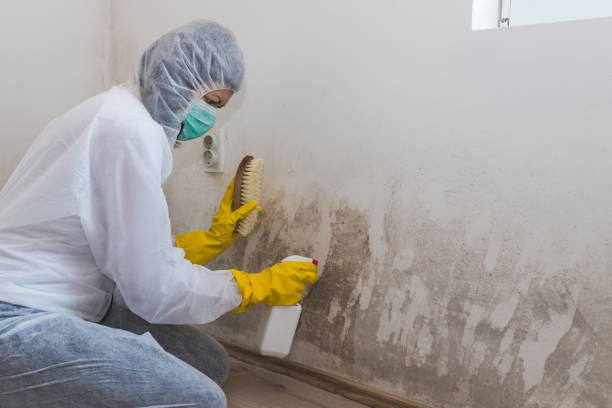 Best Residential Mold Remediation in Hartley, CA