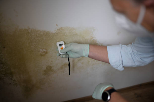 Best Mold Testing and Inspection Services in Hartley, CA