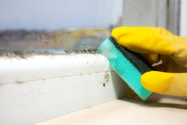 Best Industrial Mold Remediation in Hartley, CA