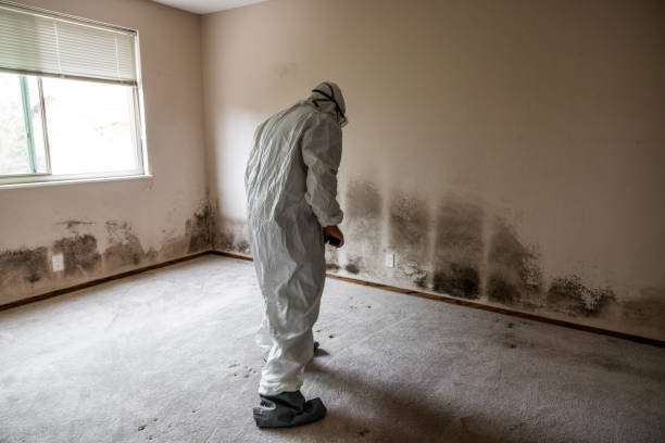 Best Crawl Space Mold Remediation in Hartley, CA