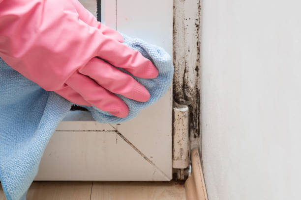 Best Kitchen Mold Remediation in Hartley, CA