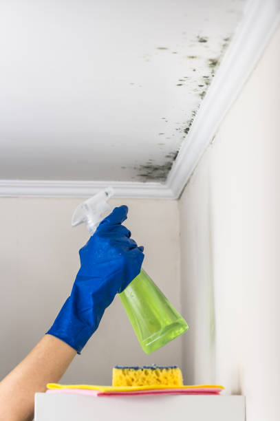 Best Basement Mold Remediation in Hartley, CA