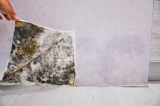 Best DIY Mold Remediation Support Services in Hartley, CA